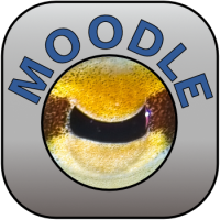 Moodle Klaus Förstemann